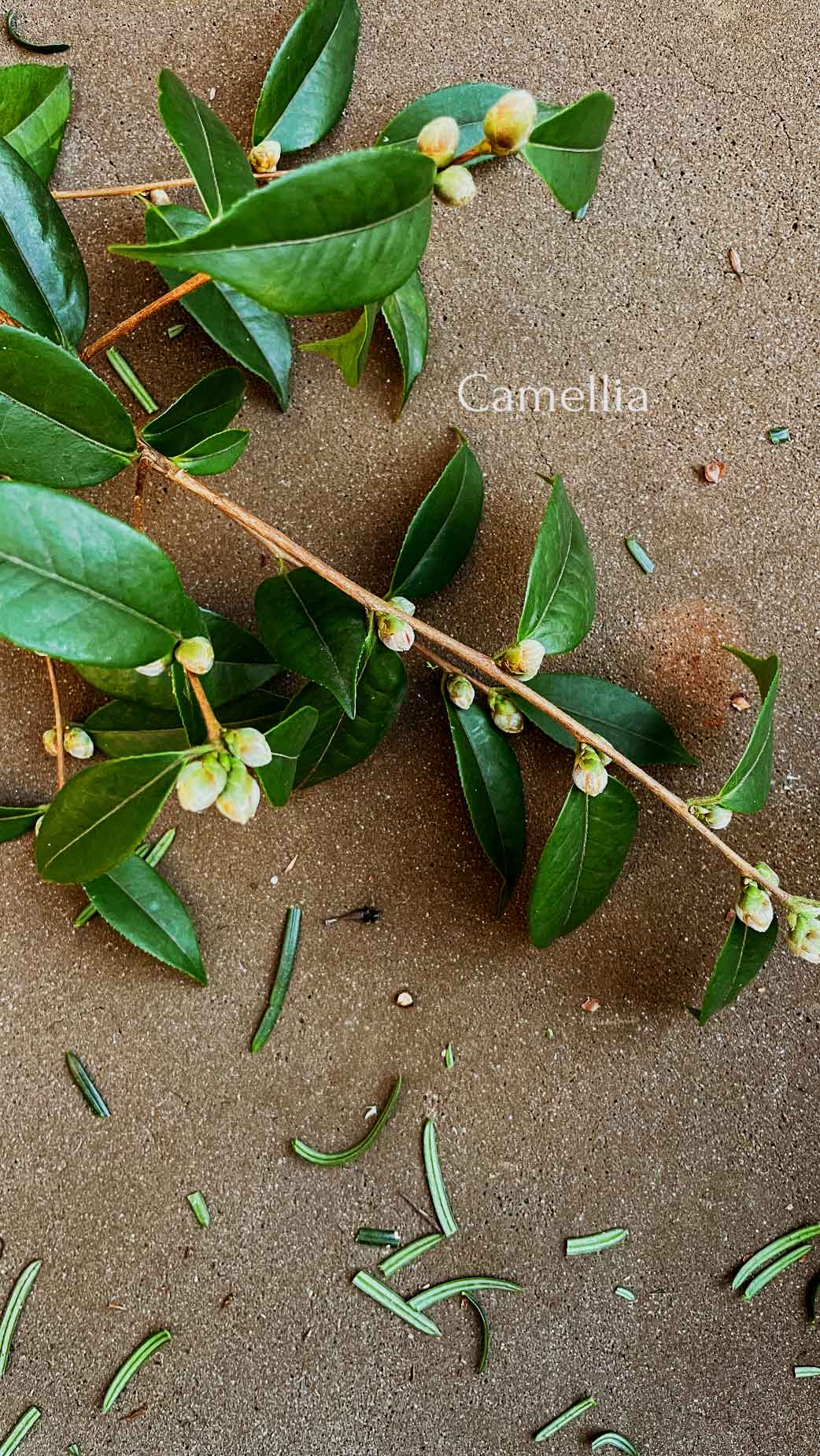 CAMELLIA