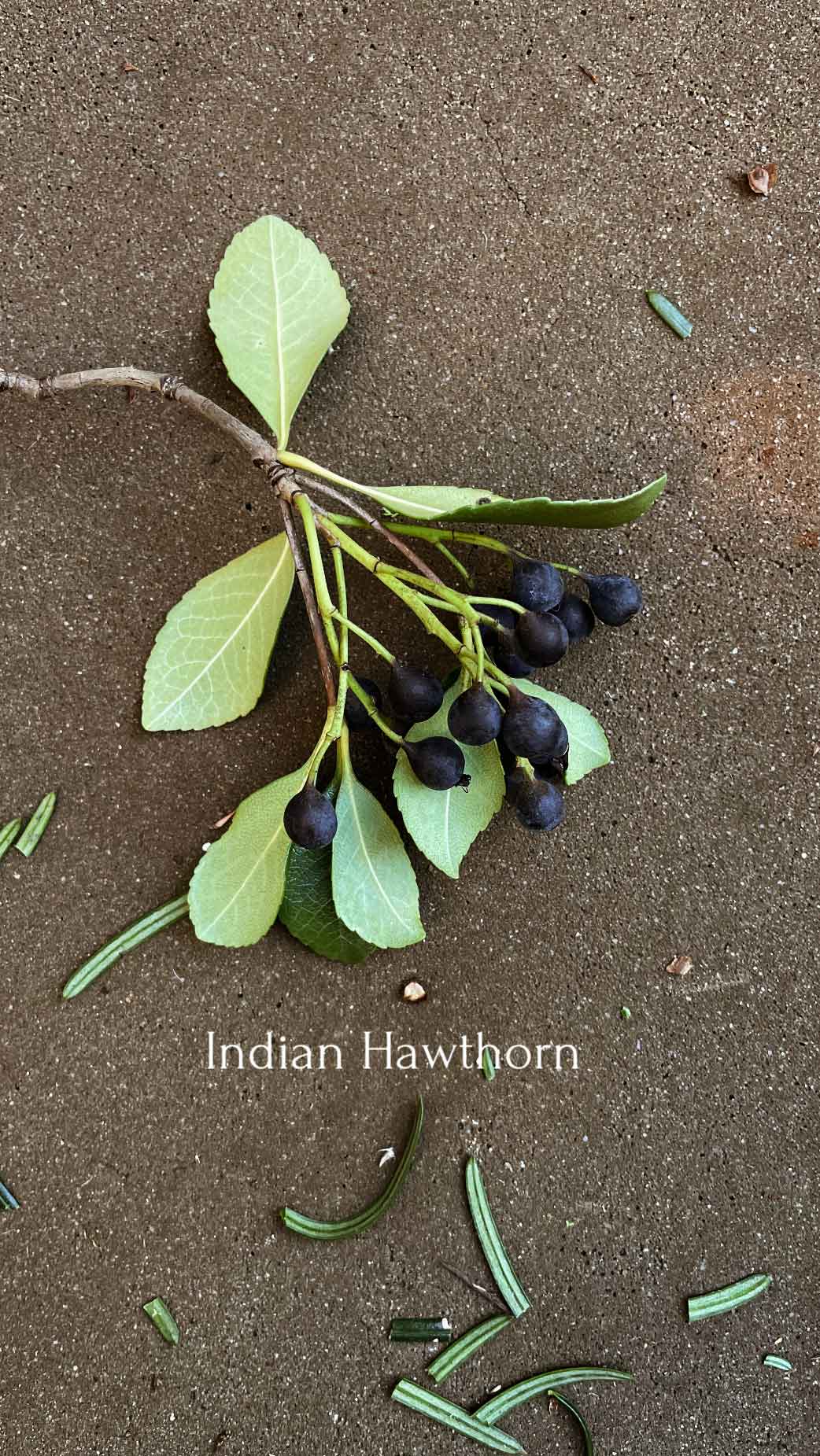 indian hawthorn