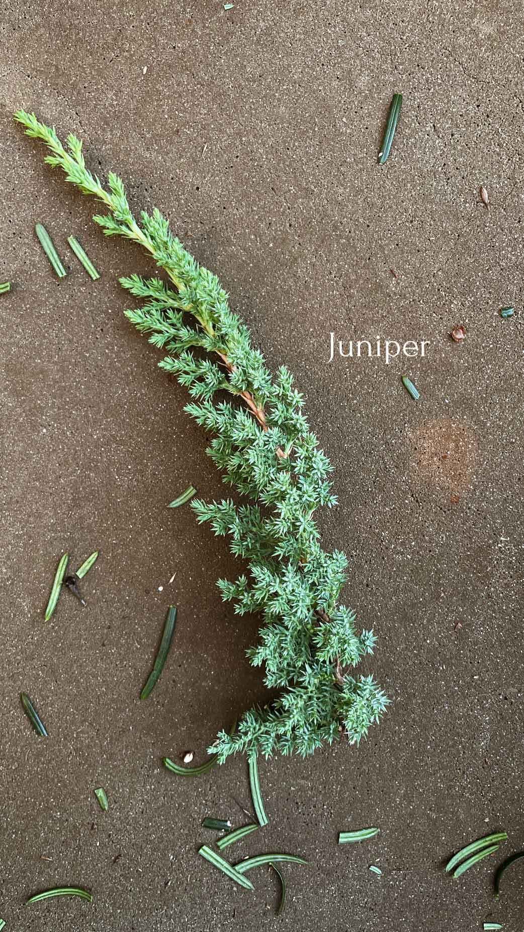 juniper