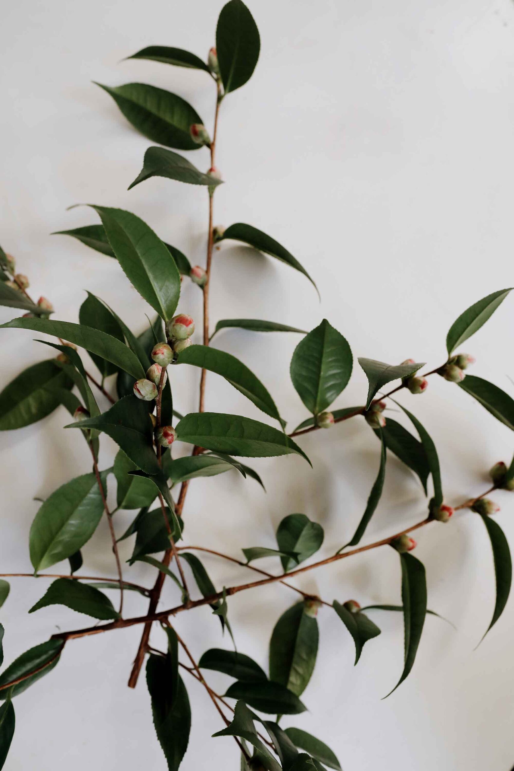 camellia buds