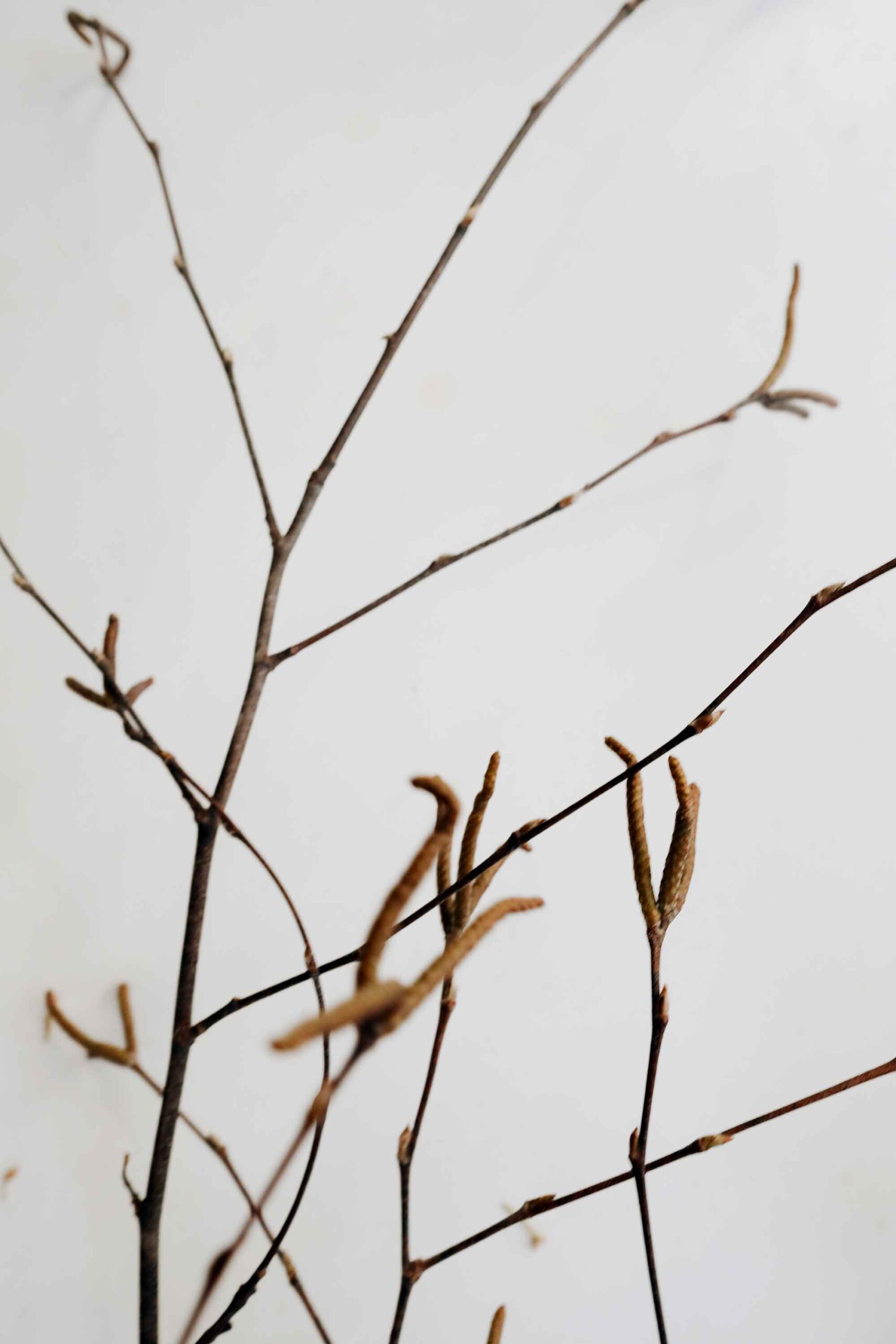 river birch branches