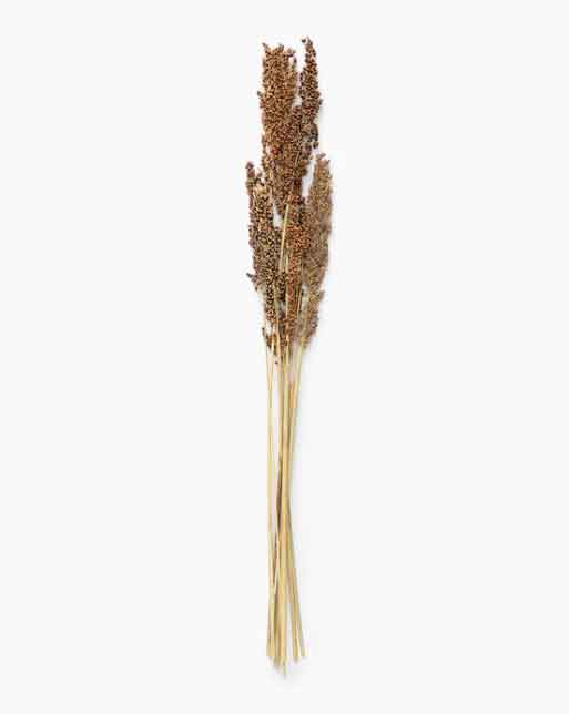 Dried Panicum