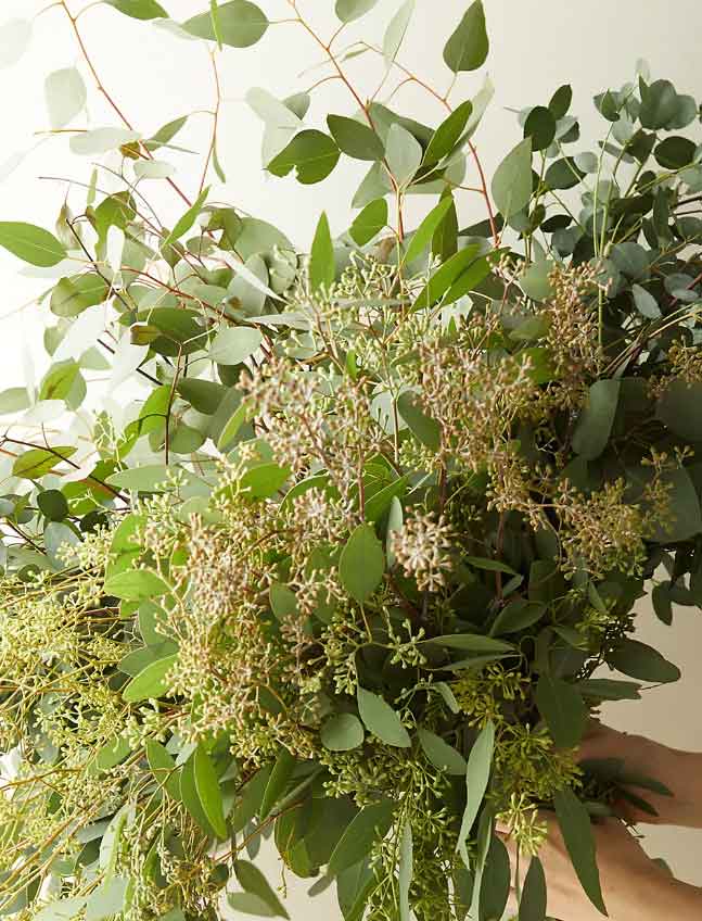 eucalyptus bunch